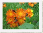 Wildflowers - New Brunswick * 2592 x 1944 * (1.22MB)